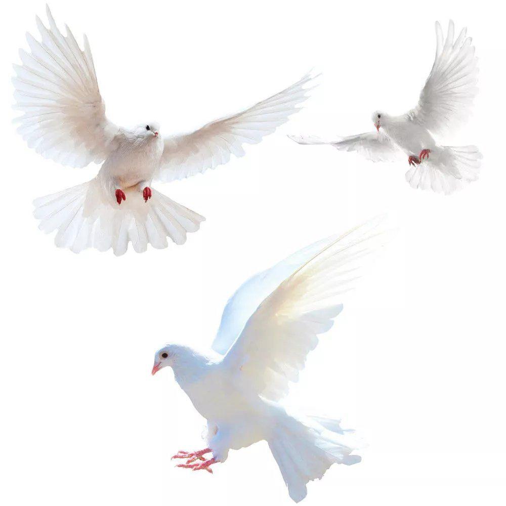 Zara Home Bathroom Accessories - Peace Dove Wall Stickers for Living