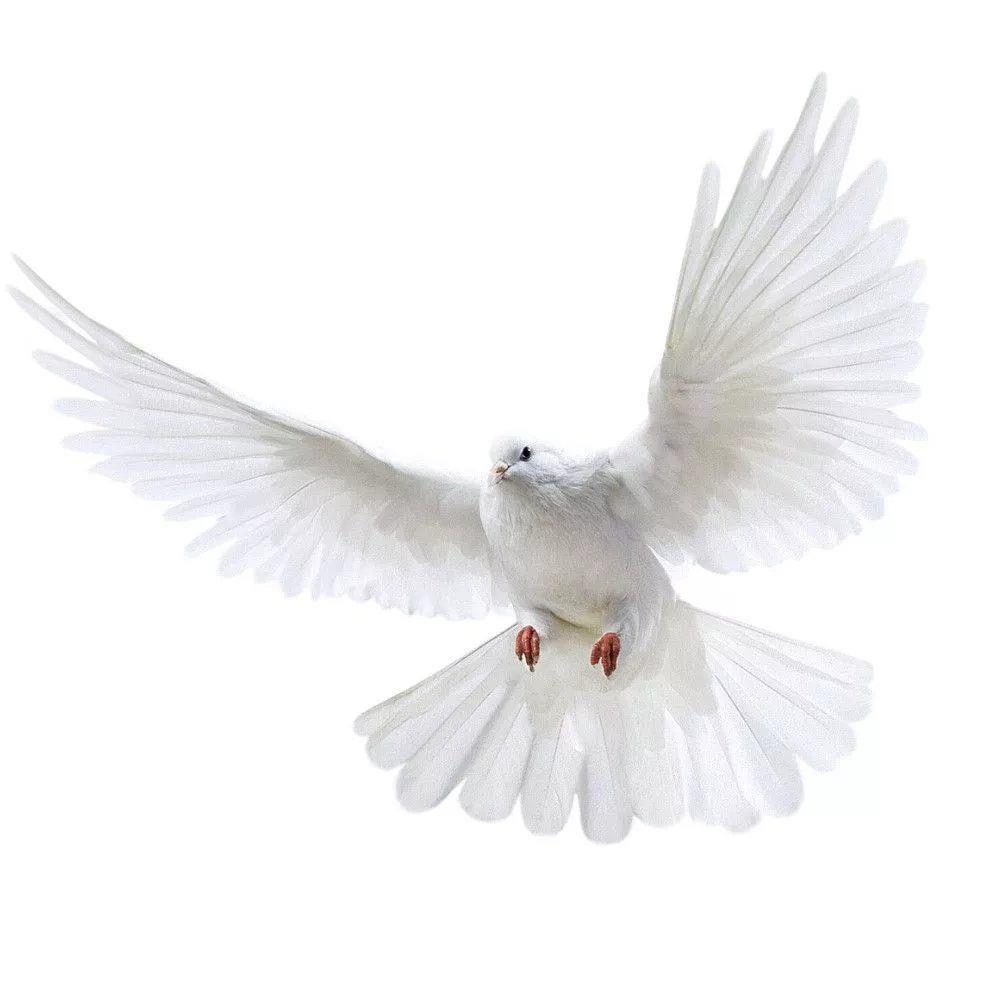 Peace Dove Wall Stickers for L - Zara Home Bathroom Accessories ulasan dan harga