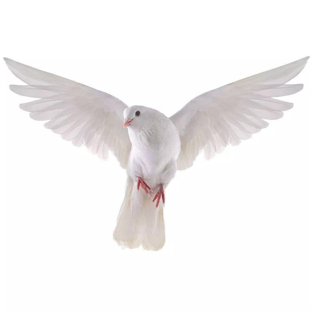 Peace Dove Wall Stickers for L - Zara Home Bathroom Accessories ulasan dan harga